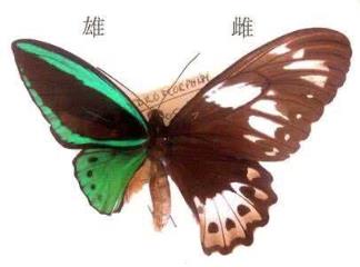 世界上第一最稀有的蝴蝶（一半美女一半骷髅的蝴蝶）