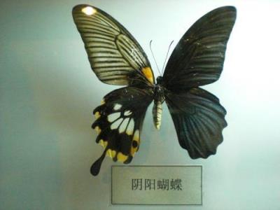 世界上第一最稀有的蝴蝶（一半美女一半骷髅的蝴蝶）