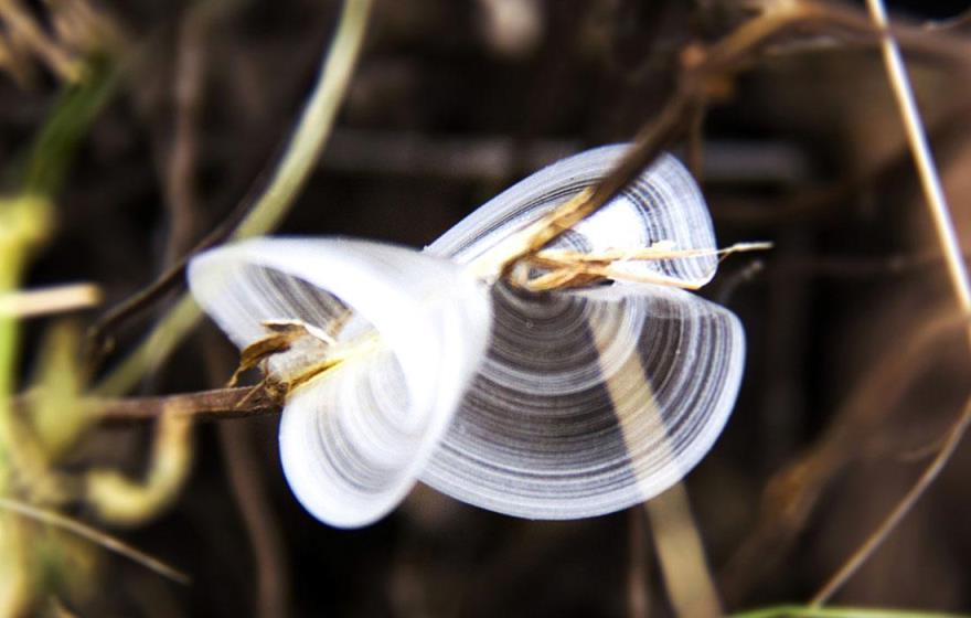 世界上第一漂亮的蝴蝶图片（真正的冰蝴蝶图片）