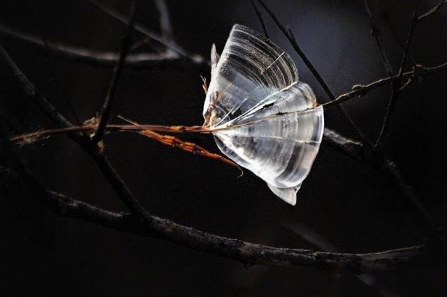 世界上第一漂亮的蝴蝶图片（真正的冰蝴蝶图片）