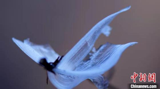 世界上第一漂亮的蝴蝶图片（真正的冰蝴蝶图片）