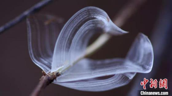 世界上第一漂亮的蝴蝶图片（真正的冰蝴蝶图片）