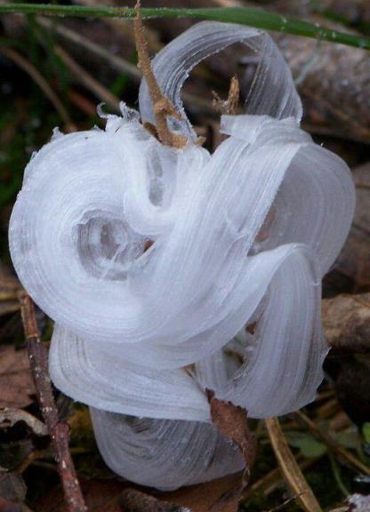 世界上第一漂亮的蝴蝶图片（真正的冰蝴蝶图片）