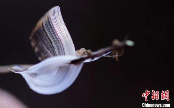 世界上第一漂亮的蝴蝶图片（真正的冰蝴蝶图片）