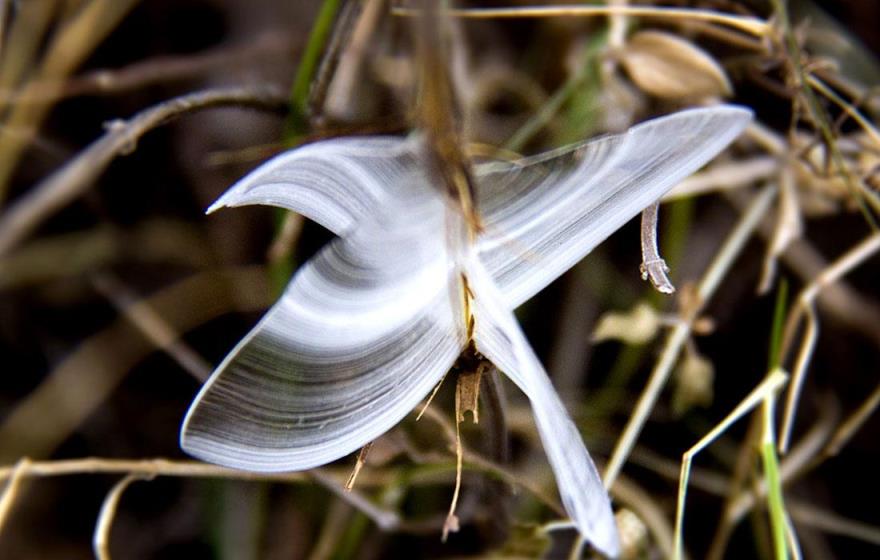 世界上第一漂亮的蝴蝶图片（真正的冰蝴蝶图片）