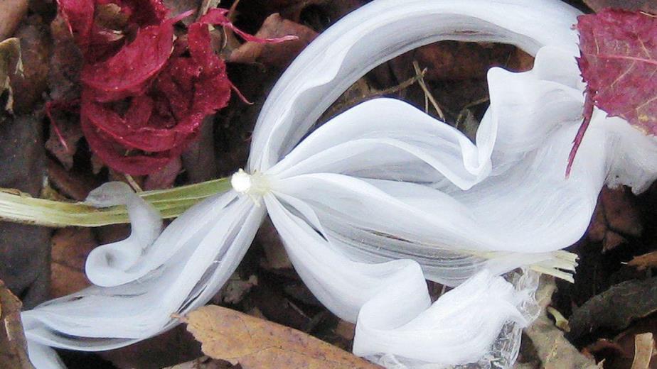 世界上第一漂亮的蝴蝶图片（真正的冰蝴蝶图片）