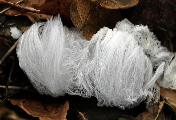 世界上第一漂亮的蝴蝶图片（真正的冰蝴蝶图片）