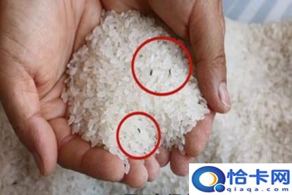 大米长虫了怎么办(大米长虫了的解决方法)