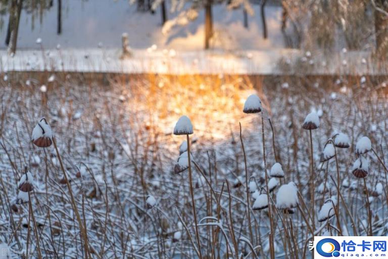 立冬下雪有什么预兆(立冬下雪的预兆和说法)