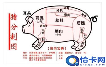 前夹肉是什么肉(猪的分割部位图)