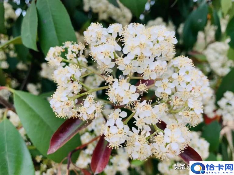 石楠花为什么污(一文解答)