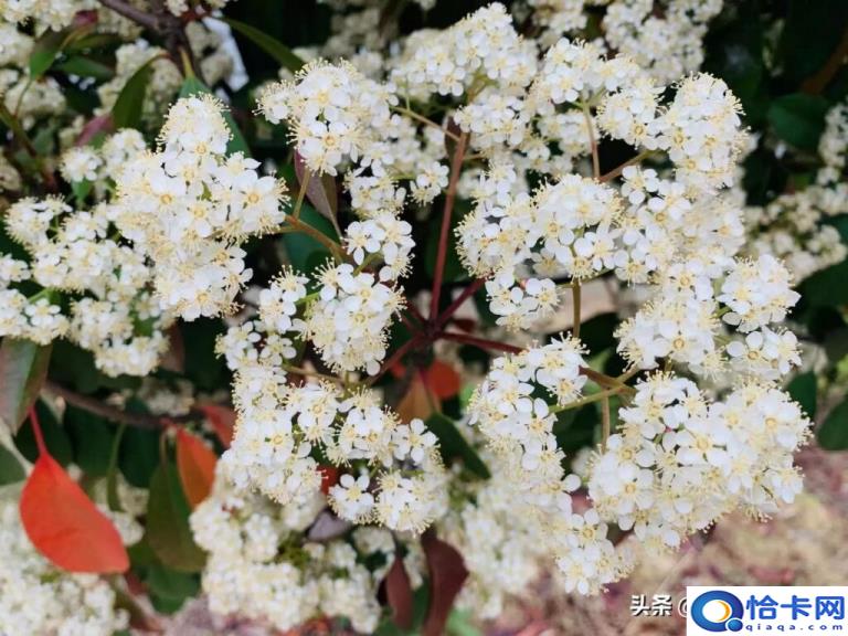 石楠花为什么污(一文解答)