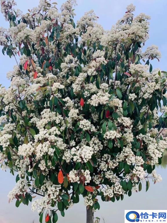 石楠花为什么污(一文解答)