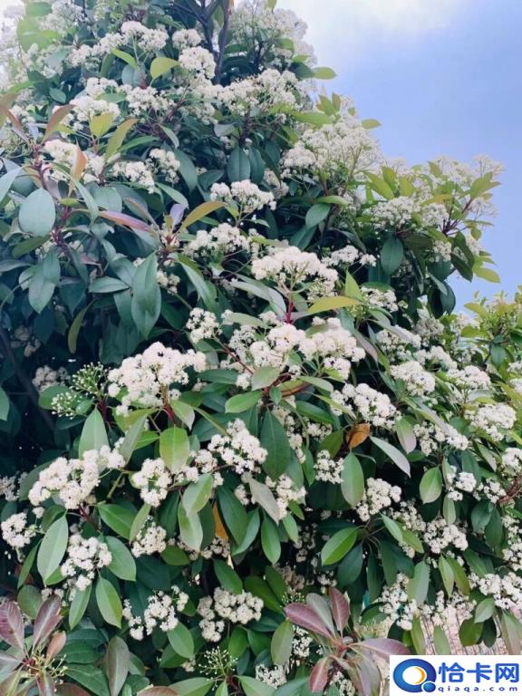 石楠花为什么污(一文解答)