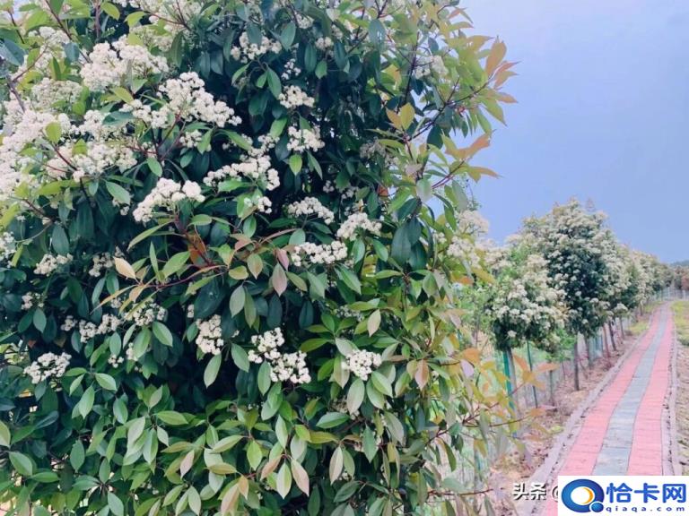 石楠花为什么污(一文解答)