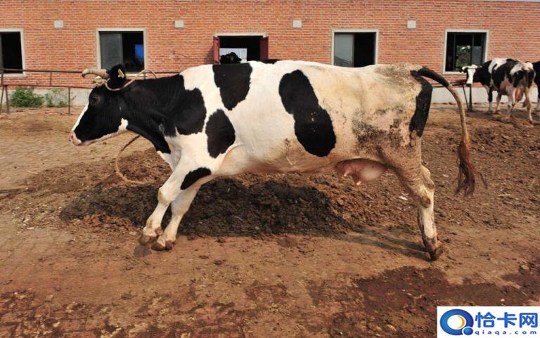 螃蟹女是什么意思(螃蟹女的表现及特征)