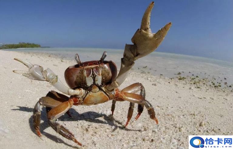 螃蟹女是什么意思(螃蟹女的表现及特征)