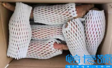 空气炸锅烤烟薯是时间越久越好吃吗(空气炸锅烤烟薯多长时间熟)