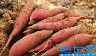 空气炸锅烤烟薯为什么没流油(为什么人家用空气炸锅烤红薯会冒油)