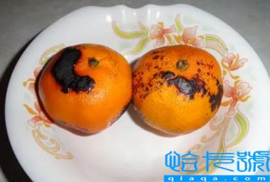 烤橘子治咳嗽一天吃几个(烤橘子治咳嗽要吃多久才有效果)