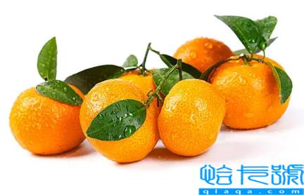 烤橘子治咳嗽要注意几点(烤橘子止咳有什么禁忌)