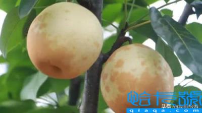 庐山特产有哪些土特产(庐山市特产)