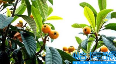 庐山特产有哪些土特产(庐山市特产)