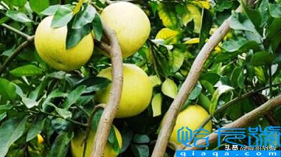 庐山特产有哪些土特产(庐山市特产)